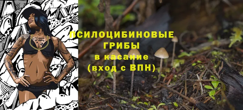 закладка  Камень-на-Оби  Псилоцибиновые грибы Psilocybine cubensis 